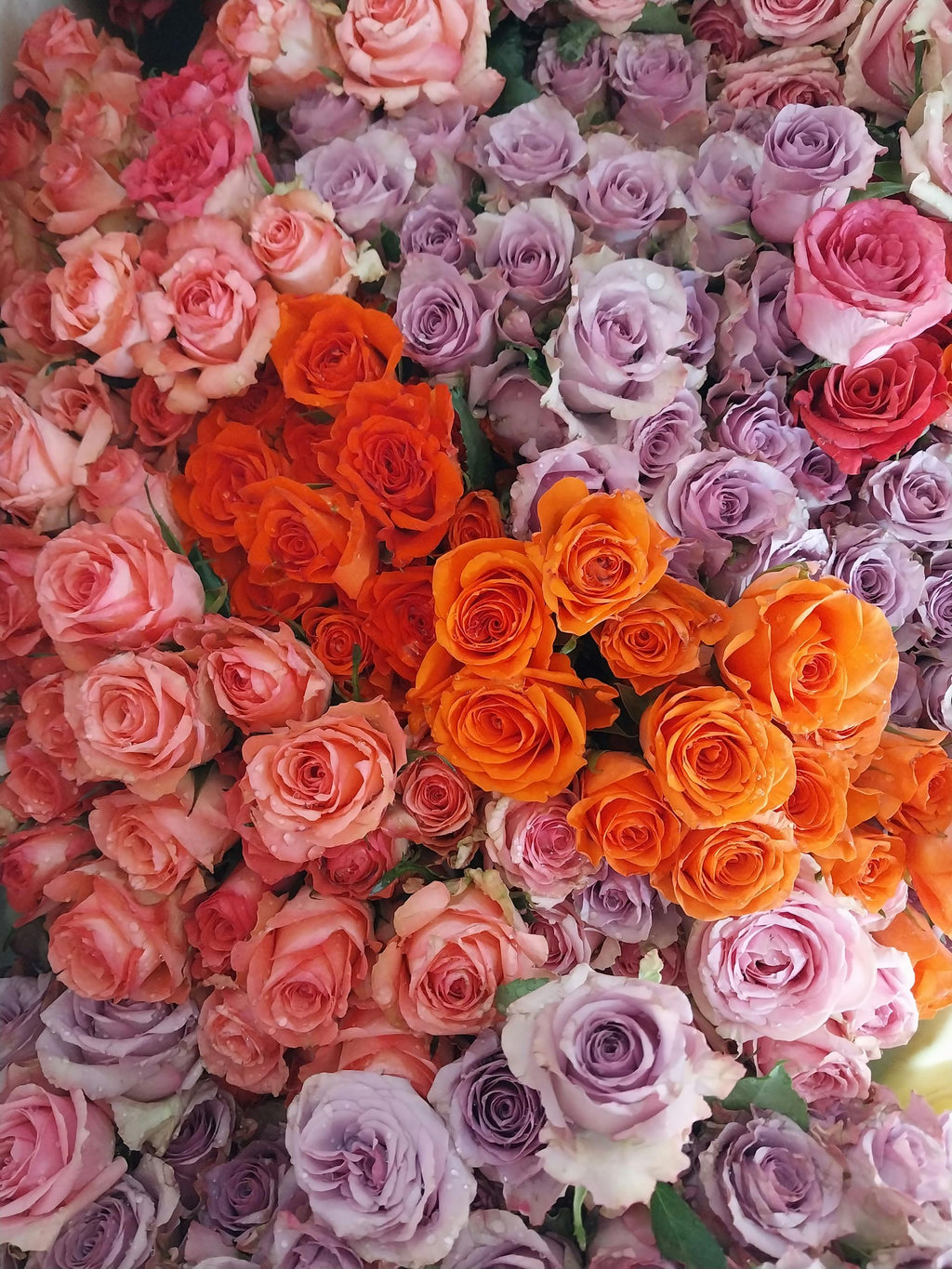 Roses